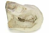 Fossil Oreodont (Merycoidodon) Skull - South Dakota #265290-1